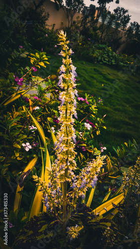 Obraz na płótnie Closeup view of sage of the diviners flowers with green garden