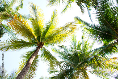 Detail of palm trees green leaf in the wind for summer background ,relax and vacation holiday summer concept 
