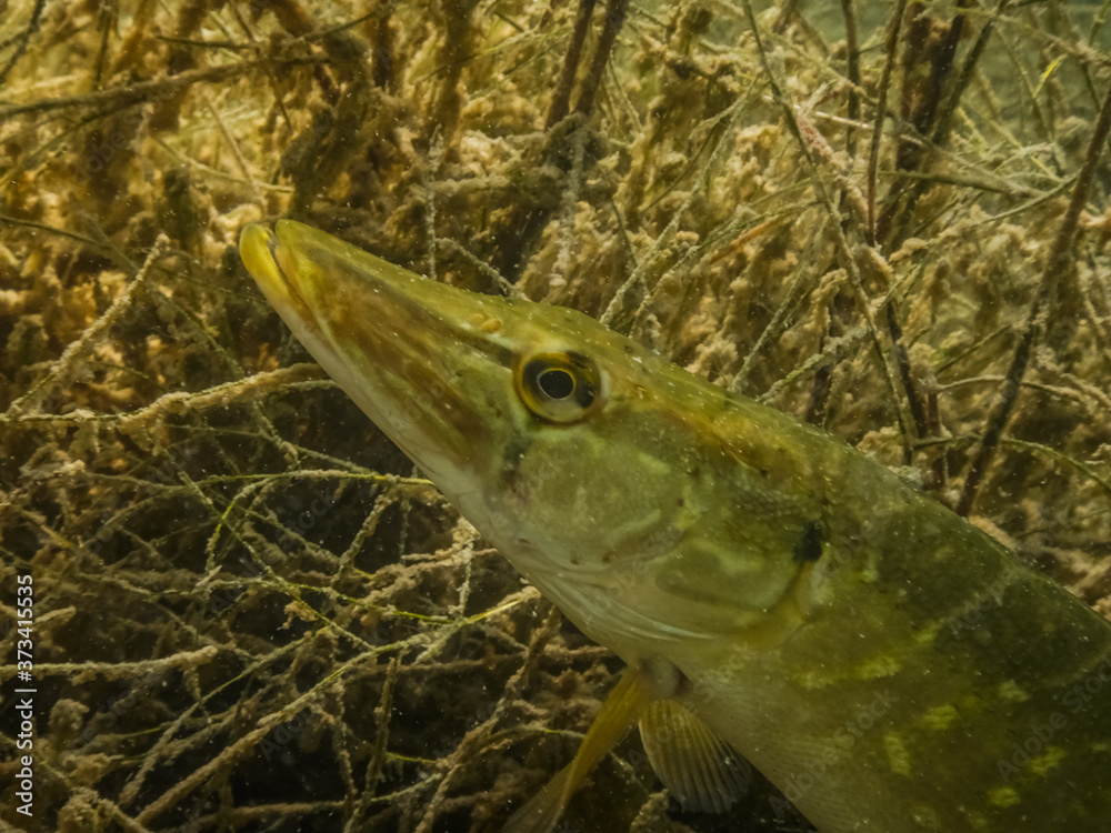 head from a pike in seagras from a lake while diving head from a pike in seagras from a lake while diving