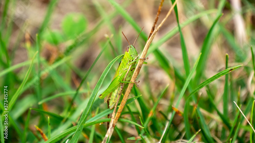 A grasshopper clasps a dry grass stalk