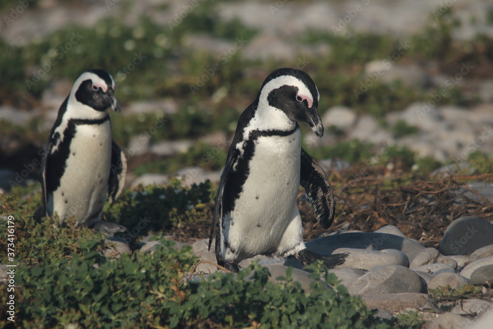 Naklejka premium African penguin walking to its nest