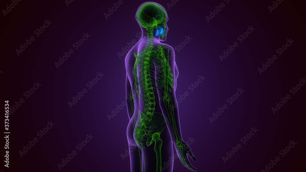 Human Skeleton Skull Maxilla Bone Anatomy For Medical Concept 3D Illustration
Human Skeleton Skull Maxilla Bone Anatomy For Medical Concept 3D Illustration