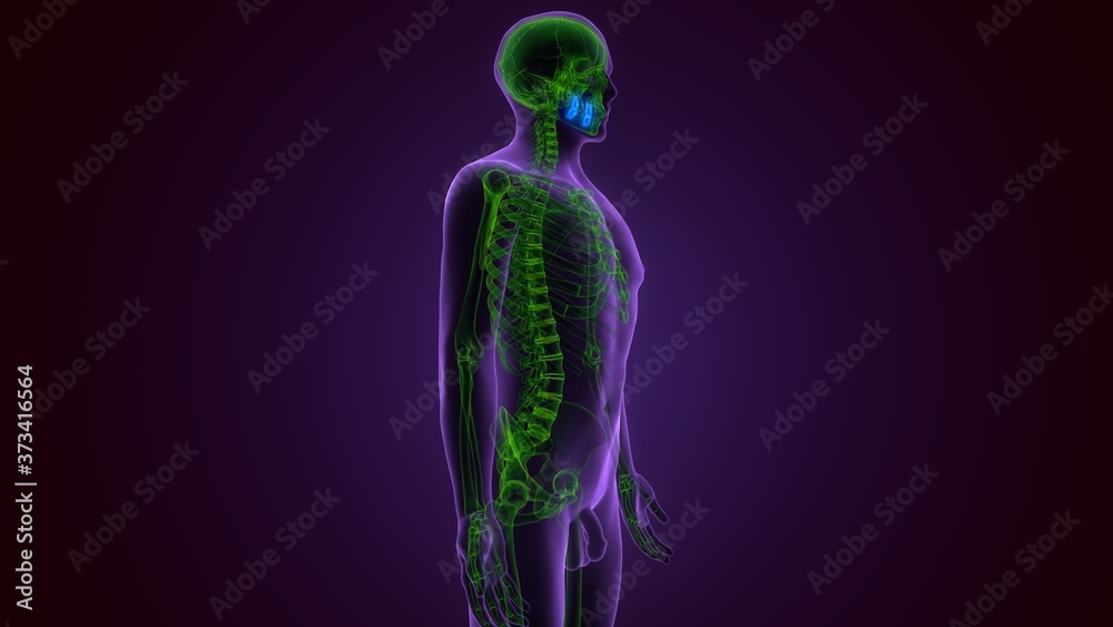 Human Skeleton Skull Maxilla Bone Anatomy For Medical Concept 3D Illustration
Human Skeleton Skull Maxilla Bone Anatomy For Medical Concept 3D Illustration