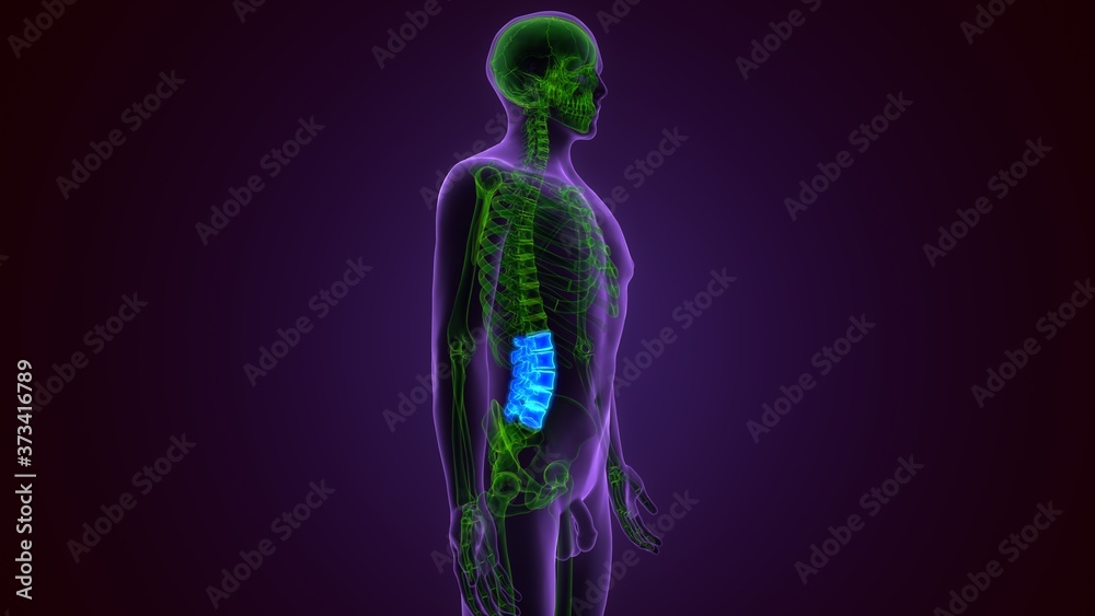Human Skeleton Vertebral Column Lumbar Vertebrae Anatomy 3D Illustration
Human Skeleton Vertebral Column Lumbar Vertebrae Anatomy 3D Illustration