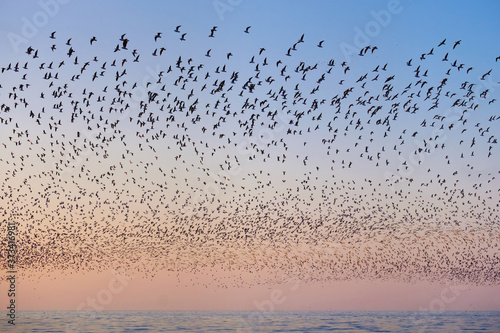 Flock of flying seagulls over the blue sea