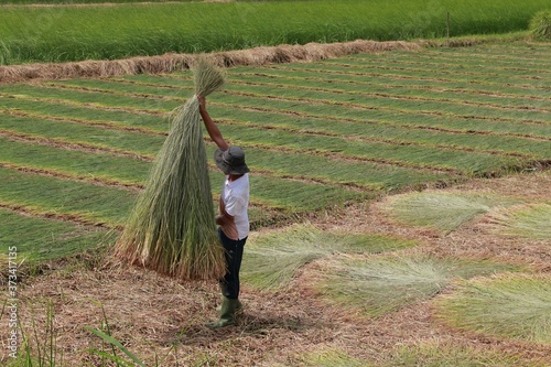 Photo of traditional craft village: slice harvested on Vung Lien field (Vinh Long province, Vietnam) photo