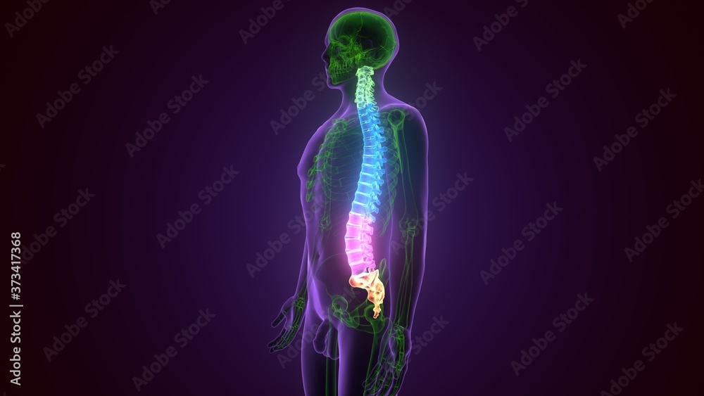3D Illustration Concept of Spinal Cord Vertebral Column of Human Skeleton System Anatomy
3D Illustration Concept of Spinal Cord Vertebral Column of Human Skeleton System Anatomy