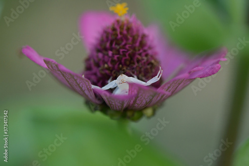 安土グモとジニアの花 photo