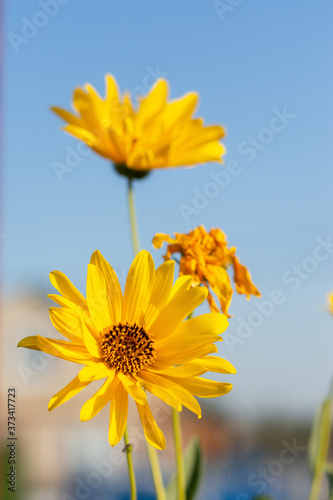 Yellow Jerusalem artichoke flowers against a blue sky. Beautiful summer background. A bright Sunny flower. Plant of youth. The vertical composition.