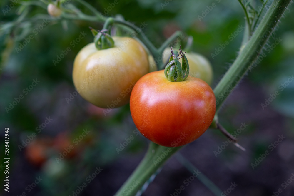 Tomaten