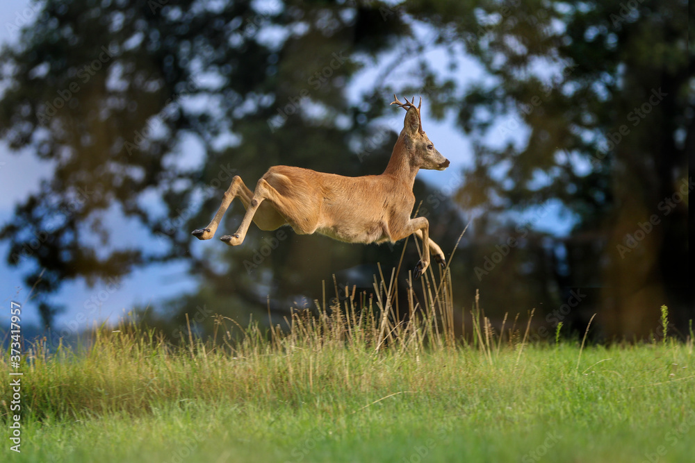 Roe deer, capreolus capreolus during rutting season. Male on nice meadow with beautiful background Roe deer, capreolus capreolus during rutting season. Male on nice meadow with beautiful background