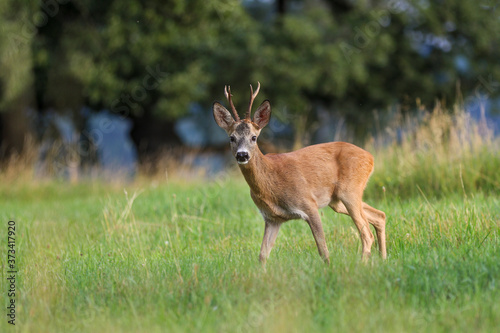 Roe deer, capreolus capreolus during rutting season. Male on nice meadow with beautiful background