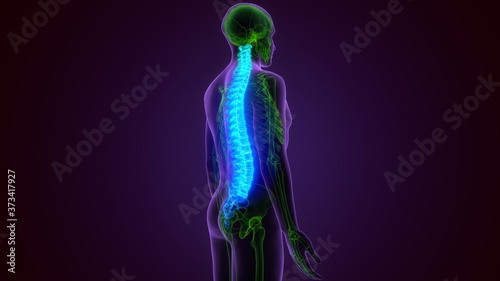 3D Illustration Concept of Spinal Cord Vertebral Column of Human Skeleton System Anatomy 