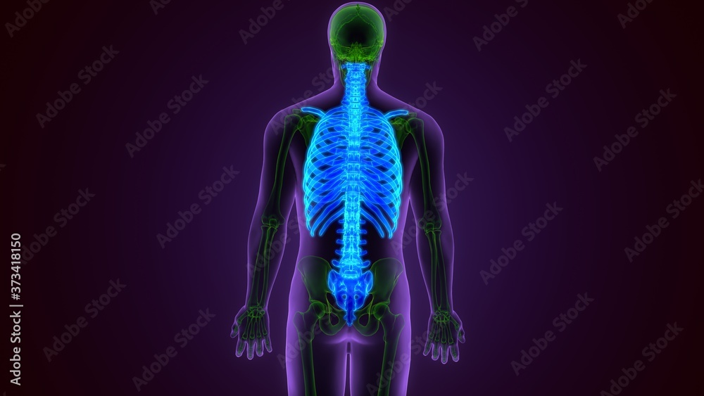 The axial skeleton is the portion of the human skeleton that consists of the bones of the head and trunk of an organism.
The axial skeleton is the portion of the human skeleton that consists of the bones of the head and trunk of an organism.
