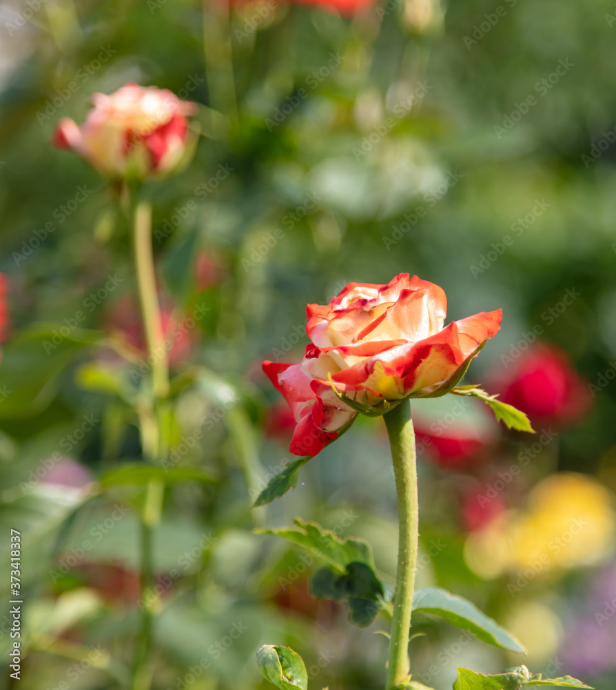 Close up of rose flower in the park.