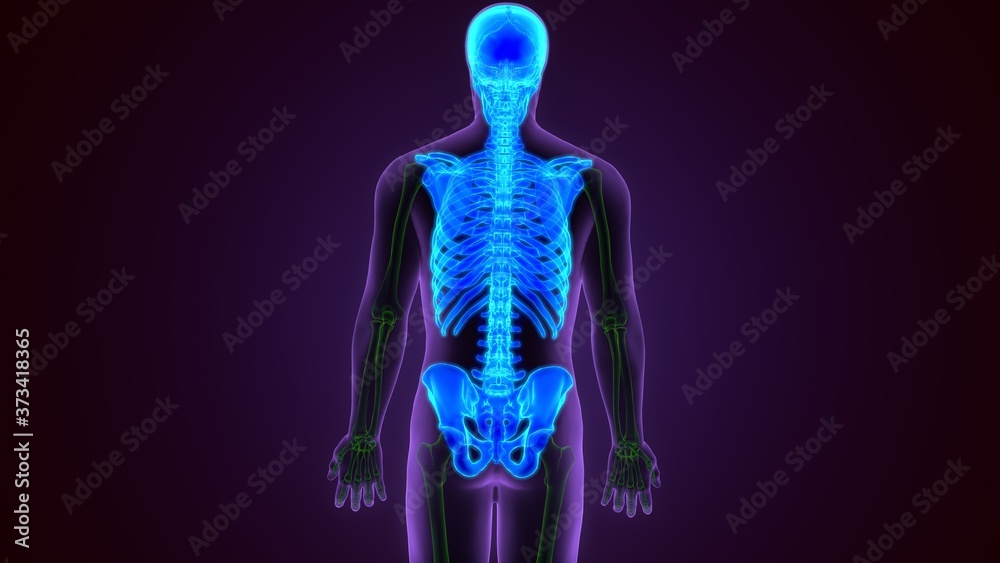 Human Skeleton System Axial Skeletal Anatomy 3D Illustration
