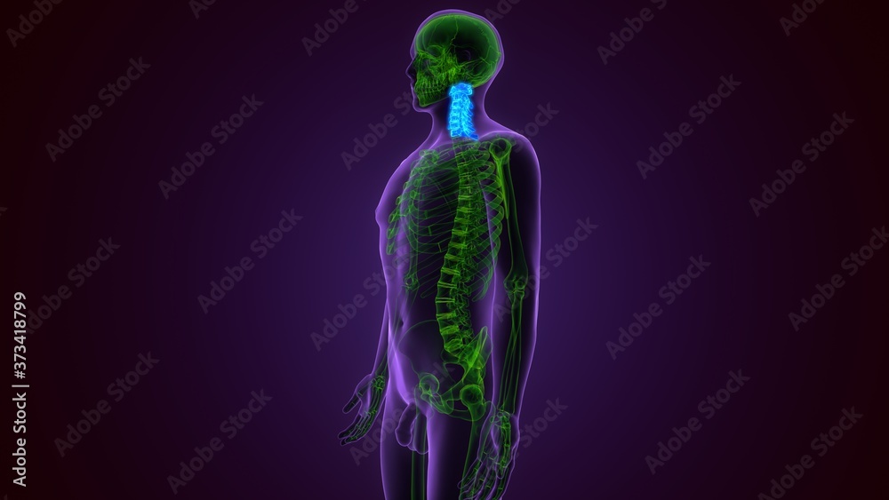 3D Illustration Concept of Vertebral Column Cervical Vertebrae of Human Skeleton System Anatomy
3D Illustration Concept of Vertebral Column Cervical Vertebrae of Human Skeleton System Anatomy