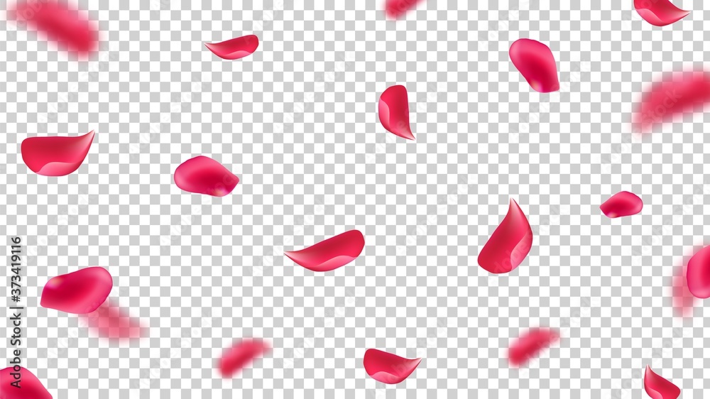 Falling pink petals. Flying rose leaves on transparent background. Realistic floral botanical vector illustration. Softness falling seasonal rose fall