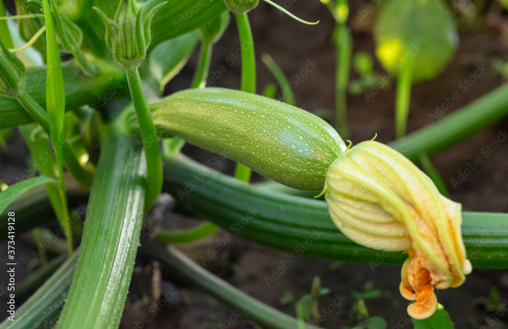 Foto de Zucchini grow in the ground in the garden. do Stock Adobe Stock