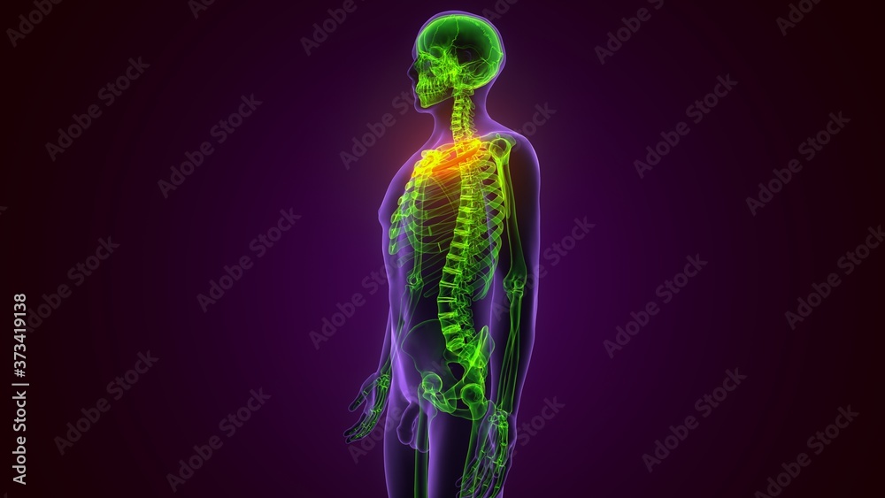 Human skeleton anatomy Rib Cage 3D Rendering For Medical Concept
Human skeleton anatomy Rib Cage 3D Rendering For Medical Concept
