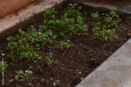 coriander leaves growing in a small place in garden for kitchen cooking use