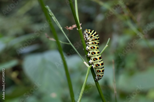 Caterpillar of yellow swallowtail © naotoshinkai
