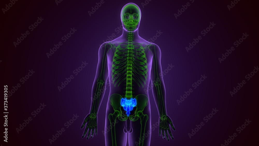 Human skeleton anatomy Sacra Bone 3D Rendering For Medical Concept
Human skeleton anatomy Sacra Bone 3D Rendering For Medical Concept