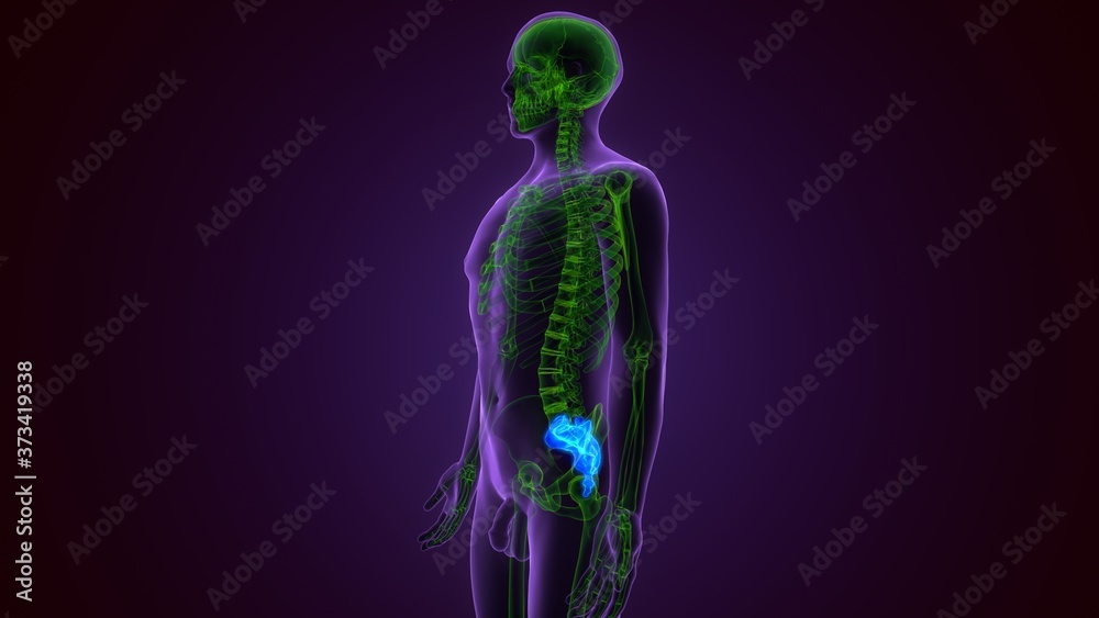 Human skeleton anatomy Sacra Bone 3D Rendering For Medical Concept
Human skeleton anatomy Sacra Bone 3D Rendering For Medical Concept