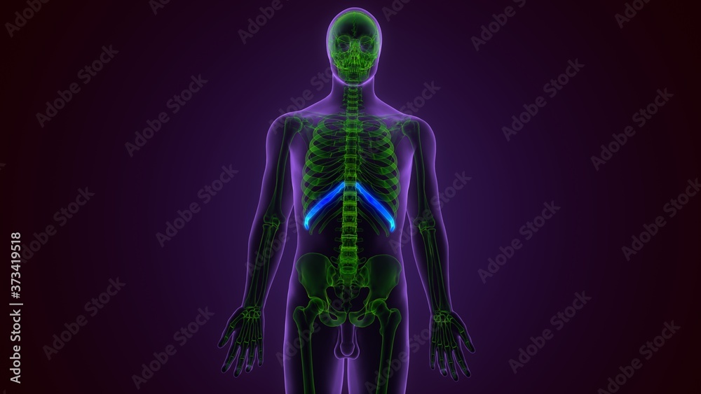 Human skeleton anatomy Rib Cage 2nd Bone 3D Rendering For Medical Concept
Human skeleton anatomy Rib Cage 2nd Bone 3D Rendering For Medical Concept