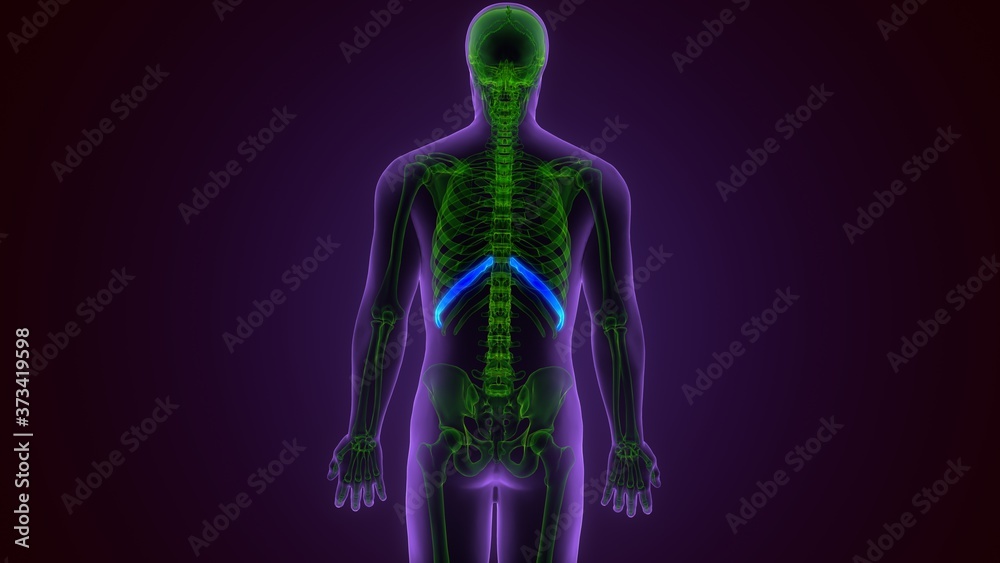 Human skeleton anatomy Rib Cage 2nd Bone 3D Rendering For Medical Concept
Human skeleton anatomy Rib Cage 2nd Bone 3D Rendering For Medical Concept