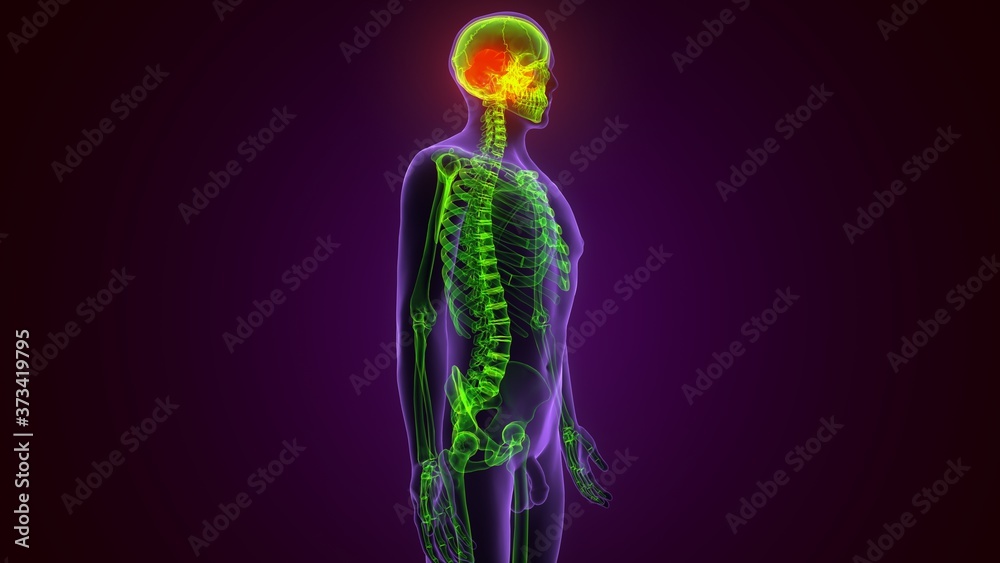 Human Skeleton Skull Occidental Bone Anatomy For Medical Concept 3D Illustration
