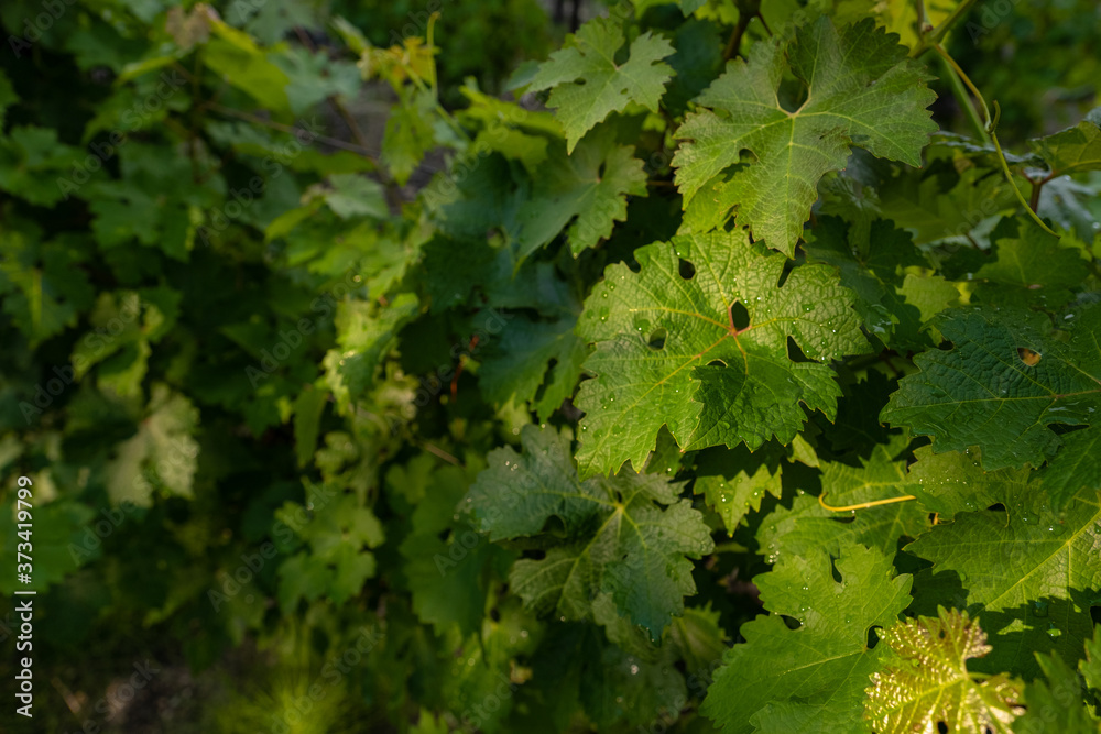 winery plantations in long rows on the mountains and hills winery plantations in long rows on the mountains and hills