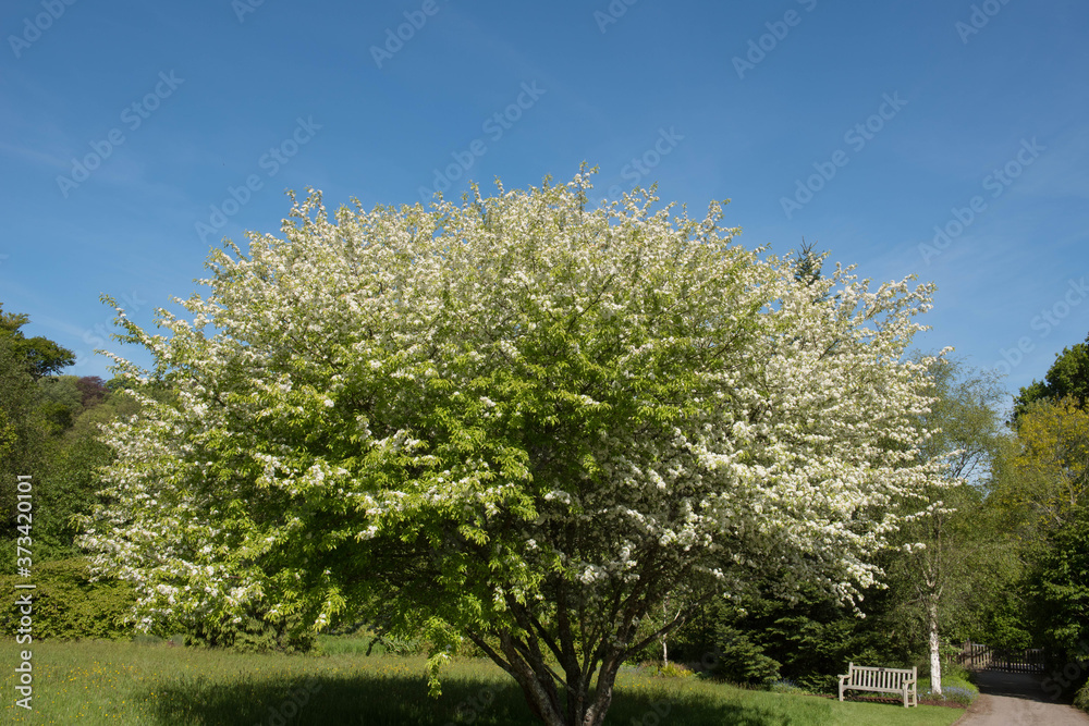 Spring White Blossom and Foliage of a Cut Leaf Crab Apple Tree (Malus transitoria) Growing in a Garden in Rural Devon, England, UK Spring White Blossom and Foliage of a Cut Leaf Crab Apple Tree (Malus transitoria) Growing in a Garden in Rural Devon, England, UK
