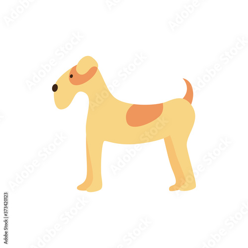 Funny friendly brown airedale dog stands, pet and animal concept.