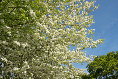 Spring White Blossom and Foliage of a Cut Leaf Crab Apple Tree (Malus transitoria) Growing in a Garden in Rural Devon, England, UK
