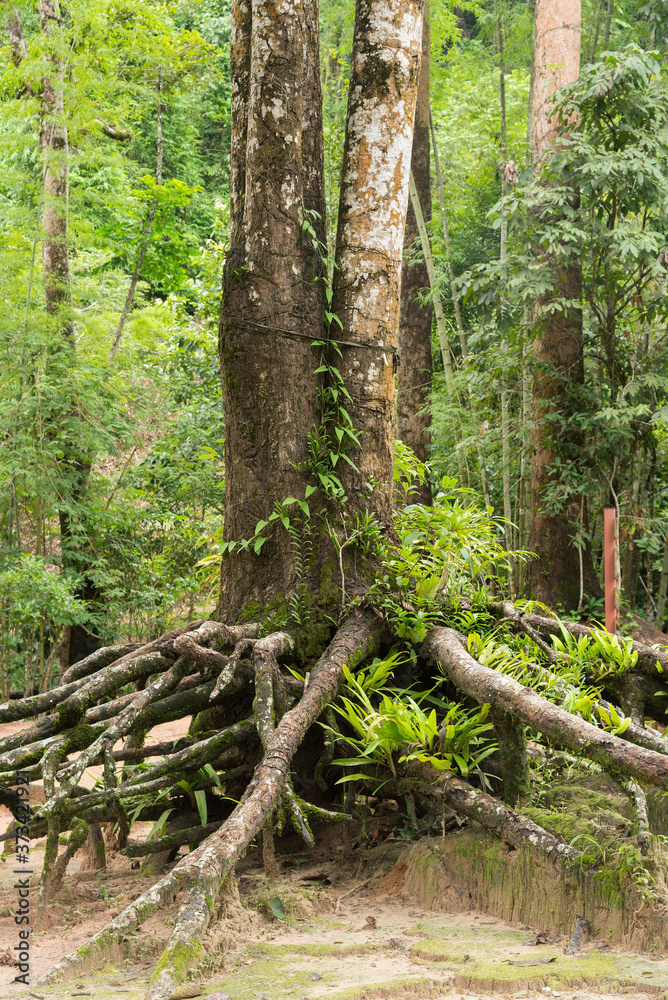 Obraz premium Root base of big tree , trunk on green grass on the park.