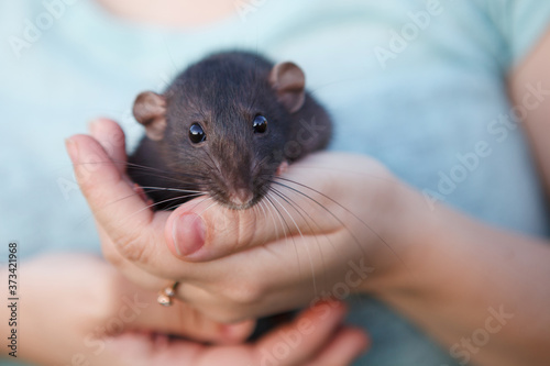 Gray rat in hands