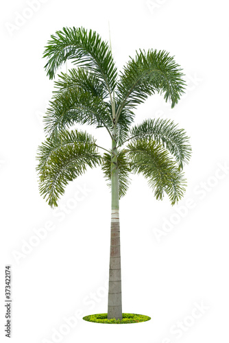 Palm tree isolated on white background   tropical palm trees isolated used for design  advertising and architecture.