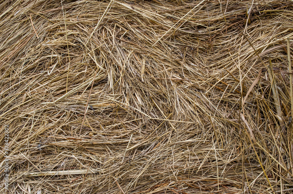 The texture of hay. Yellow dried grass on the farm. The texture of hay. Yellow dried grass on the farm.