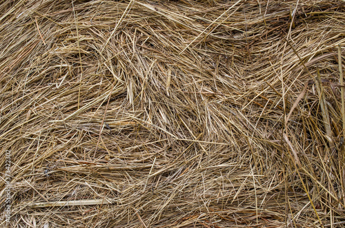 The texture of hay. Yellow dried grass on the farm.