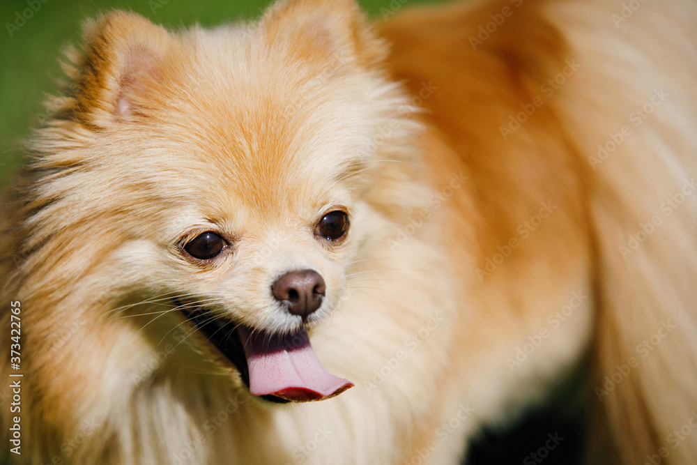 Pomeranian Red Spitz dog on a green lawn.