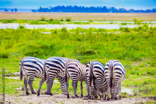 Picturesque zebras graze in savannah