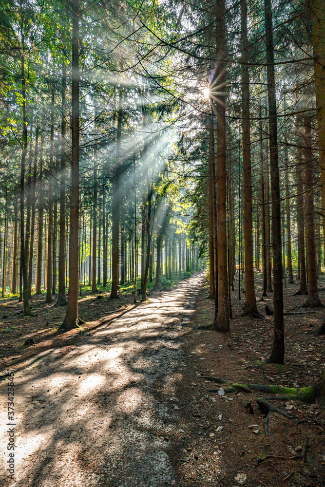 wunderschöner, märchenhafter, lichtdurchfluteter Wald in der sächsichen Schweiz bei Wehlen, Aufgang Rauensteine wunderschöner, märchenhafter, lichtdurchfluteter Wald in der sächsichen Schweiz bei Wehlen, Aufgang Rauensteine