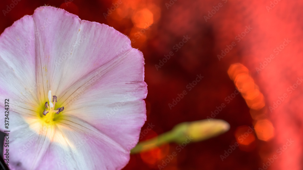 hedge bindweed flower on red background. hedge bindweed flower on red background.