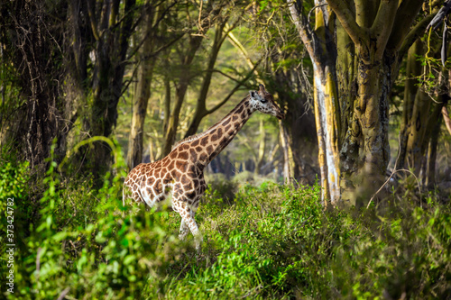 The large giraffe grazes