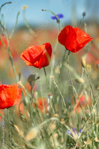 Close-up on red poppy flowers on the field outdoors
