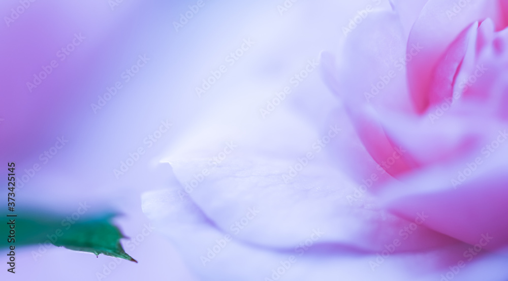 Fototapeta premium Soft focus, abstract floral background, purple rose flower. Macro flowers backdrop for holiday brand design