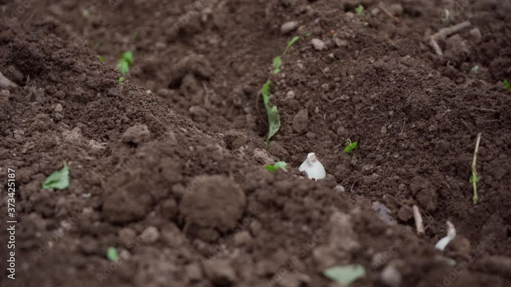 sowing onion seeds in the ground, close up sowing onion seeds in the ground, close up