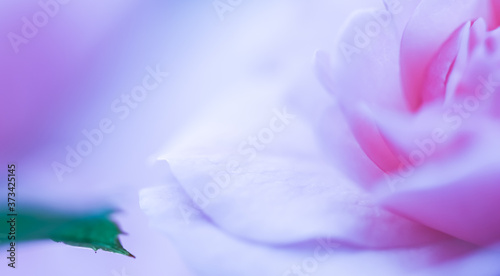 Soft focus  abstract floral background  purple rose flower. Macro flowers backdrop for holiday brand design