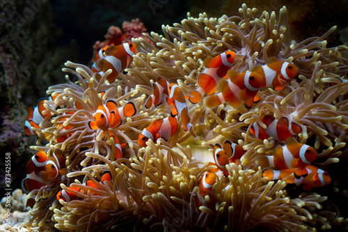 Fototapeta Naklejka Na Ścianę i Meble -  Cute anemone fish playing on the coral reef, beautiful color clownfish on coral feefs